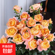 【果汁陽臺月季】大苗玫瑰花苗盆栽大花歐月濃香陽臺庭院帶花苞 果汁-陽臺  中大苗【帶花苞】 大苗【開花爆滿】