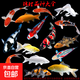 招財(cái)錦鯉魚(yú)觀賞魚(yú) 冷水魚(yú)活魚(yú)招財(cái)魚(yú)好養(yǎng)耐活 風(fēng)水富貴魚(yú) 精品錦鯉隨機(jī)多種顏色10條 10-13厘米