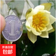 帶芽發(fā)貨睡蓮水培水草植物小魚(yú)缸大型專(zhuān)用陰性水草種孑子無(wú)土真草 海爾芙拉4顆+營(yíng)養液