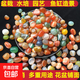 南京雨花石原石水培鵝卵石多肉鋪面魚缸盆栽七五彩小石頭 七彩雨花碎石(1.1-1.8厘米)-1斤