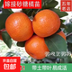 正宗廣西嫁接沙糖桔子樹(shù)苗盆地栽嫁接無(wú)核沃柑皇帝柑果樹(shù)苗帶土葉 【純甜無(wú)核】091沃柑3棵 （泥球苗）-清庫存 50cm(含)-60cm(不含)