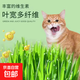 小貓草種子貓草種子簡(jiǎn)單種植全國適種生長(cháng)旺麥粒種子種子大全四季 小貓草種子 三包