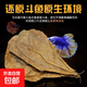 【已售100萬(wàn)】欖仁葉斗魚(yú)懶人葉魚(yú)缸橄欖葉降酸降低調節ph值橄 橄欖葉大葉子【10張】 尺寸20*12