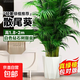 散尾葵植物盆栽客廳大型綠植室內辦公室鳳尾竹盆景天堂鳥(niǎo)花卉 散尾葵高1.8-2米+鉆石樹(shù)脂盆
