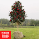 合歡樹(shù)苗絨花樹(shù)苗庭院陽(yáng)臺苗木耐冬茶花樹(shù)苗四季不落葉茶花大樹(shù) 耐冬茶花4cm粗1.5-1.7米高