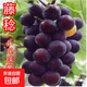 陽(yáng)光玫瑰葡萄樹(shù)苗盆栽帶土果樹(shù)苗南北方種植葡萄苖包成活當年結果 藤稔葡萄【兩顆裝】帶土帶葉 包成活 30cm(含)-40cm(不含)