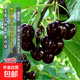 買(mǎi)一送一嫁接車(chē)厘子樹(shù)苗大櫻桃苗南北方種植盆栽地栽抗寒抗旱脫毒 黑珍珠車(chē)厘子 2公分粗收到1棵【當年結果