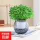 桌面盆栽梔子花綠蘿籮發(fā)財樹(shù)綠植辦公室花卉水培多肉植物好養易活 小碰碰香+灰色鉆石吸水盆