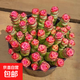 多肉植物錢串紅心彩色錢串錦肉肉新手易養(yǎng)易爆盆陽臺(tái)綠植花卉盆栽 彩色錢串22-35頭【原盆】