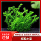 【京東物流】水草套餐 好養(yǎng)耐活真水草植物綠菊大葉綠九冠魚缸 蜈蚣草 3杯（附贈(zèng)定植吸盤杯）