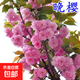 櫻花樹(shù)苗早櫻晚櫻花苗庭院陽(yáng)臺盆栽地栽工程綠化苗木行道樹(shù) 晚櫻2.5cm粗【當年開(kāi)花】99%喜歡