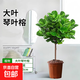 琴葉榕綠植大型盆栽辦公室內大葉植物真樹(shù)吸甲醛客廳四季好養綠植 琴葉榕獨桿高70-80CM【不含盆】