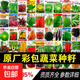 【生菜組合】蔬菜種子四季菜種子陽臺盆栽庭院易種春秋冬季蔬菜 玻璃生菜1包+送油麥菜1包