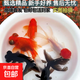 【鶴頂紅?紅獅】金魚(yú)幼苗魚(yú)苗冷水淡水魚(yú)鴻運當頭丹頂紅魚(yú)苗小型魚(yú)好養活 鴻運紅獅隨機6條【不可備注顏色】 4-6厘米【尺寸適中】