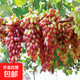 特大葡萄樹(shù)苗巨峰無(wú)籽陽(yáng)光玫瑰耐寒爬藤南北方種植葡萄苖當年結果 五年苗美人指（帶土發(fā)貨） 60cm(含)-69cm(含)
