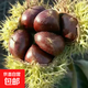 嫁接早熟板栗苗大紅袍板栗樹苗北方耐寒南方種植盆栽地栽當(dāng)年結(jié)果 王中王板栗苗 精品8年苗一顆【2.2厘米粗】