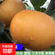 大梨樹(shù)果苗帶土球秋月梨子嫁接苗南方北方沙梨香梨翠冠活苗梨樹(shù)苗 秋月梨5年苗（當年結果） 141cm(含)-170cm(含)