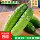 山東旱黃瓜新鮮現摘農家小黃瓜生吃蘸醬應季水果生鮮單果≥90g 新鮮采摘 4斤 凈重