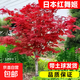 日本紅楓樹苗四季紅舞姬中國老樁盆景盆栽庭院別墅室外綠化植物苗 【日本紅舞姬】4cm粗1.5米高