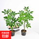 八方來(lái)財(cái)鴨掌木盆栽苗七葉蓮鵝掌柴苗鴨腳木常青花卉苗室內(nèi)外陽(yáng)臺(tái) 鴨腳木：八方來(lái)財(cái)2顆總高35-45CM原土