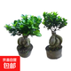金錢榕樹盆景老樁小葉榕苗木造型盆栽人參榕室內(nèi)綠植提根綠植矮莊 【買一送一】中富貴榕高25cm左右