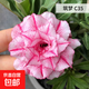沙漠玫瑰盆栽重瓣花卉庭院植物耐旱室內(nèi)四季陽臺(tái)盆景懶人好養(yǎng)綠植 沙漠玫瑰【筑夢(mèng)】3年老樁+加侖盆