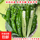 湖南本地新鮮薄皮青椒超市生鮮蔬菜辣椒炒菜伴侶微辣 優(yōu)選 2斤 ±0.2斤* 1箱