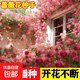 混色薔薇花種子四季開花爬藤攀援花卉植物花海景觀花簡(jiǎn)單易種好養(yǎng) 14個(gè)品種顏色混裝1000粒種子