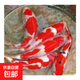 錦鯉活魚觀賞魚冷水魚淡水魚錦鯉活體魚苗錦鯉魚苗紅白錦鯉大型 紅白17-20cm9條