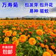 耐寒花種多年生野花組合種子四季開(kāi)花花籽庭院易種活室外花卉 萬(wàn)壽菊種子 250克