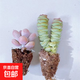 【招財進(jìn)寶多肉】錢(qián)串吸財樹(shù)桃蛋吹雪之松錦精選系列好養基地直發(fā) 桃蛋+錢(qián)串