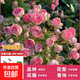 1.6米爬藤月季大苗蒂娜四季開(kāi)花薔薇基地直發(fā)【買(mǎi)就送扦插小苗】 胭脂扣1.6米開(kāi)花爆滿(mǎn) 送種植說(shuō)明書(shū)