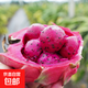 海南紅心火龍果金都一號裝新鮮采摘現(xiàn)摘現(xiàn)發(fā) 單果200g-300g（2個裝）