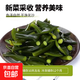 海帶頭鹽漬海帶頭根莖梗海帶厚片塊新鮮煲湯火鍋涼拌家霞浦 【厚實(shí)軟糯】鹽漬海帶頭500g*2包