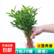 竹柏驅(qū)蚊竹水培植物室內(nèi)客廳水養(yǎng)綠植花卉盆栽水培驅(qū)蚊竹四季好養(yǎng) 驅(qū)蚊竹柏20棵+營(yíng)養(yǎng)液