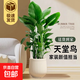 天堂鳥盆栽客廳大型綠植高級(jí)感客廳室內(nèi)辦公室鶴望蘭植物盆景好養(yǎng) 仿瓷聚寶樹脂盆（送接水盤） 1.2-1.4米（5-7顆苗）