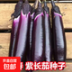 茄子種子進(jìn)口紫紅長(zhǎng)茄種籽茄子紫色皮高產(chǎn)四季播紫紅茄王蔬菜種籽 紫長(zhǎng)茄種籽 1包約300粒
