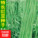 干枝梅特長豆角種子高產(chǎn)早熟抗病長豆角種子四季爬藤豇豆種籽易種 【摘不敗】長缸豆種子約100粒2包