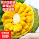 【海南現(xiàn)摘直發(fā)】黃肉菠蘿蜜 | 甜糯飽滿 |肉厚香甜 【試吃推薦】14-18斤