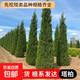 塔柏樹(shù)苗松樹(shù)苗柏樹(shù)苗儈柏樹(shù)苗側柏樹(shù)苗龍柏樹(shù)苗松柏樹(shù)苗四季常青 塔柏樹(shù)苗 40厘米高【10顆】