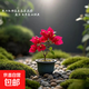 云南深紫色棒棒糖三角梅花盆栽三角梅紫色球形開花陽(yáng)臺(tái)品種庭院 爆品紅【2年苗當(dāng)年開花適合盆栽】