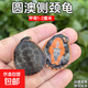 圓澳龜忍者熱帶深水烏龜蛋活體園圓奧龜苗吃魚(yú)屎魚(yú)糞混養觀(guān)賞龜 1-2厘米出殼小苗 1只側頸圓澳龜