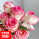 月季特大花濃香果汁陽(yáng)臺(tái)庭院花卉植物盆栽薔薇四季玫瑰花苗帶花苞 艾莎原土發(fā)貨小苗10cm左右