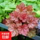 礬根花苗室外植物盆栽大苗耐寒庭院觀葉組合草花小苗地栽綠植花卉 雞尾酒 110#大苗 不含盆
