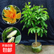 白蘭花盆栽嫁接黃角蘭黃桷蘭白玉蘭黃玉蘭花苗樹(shù)苗庭院苗盆栽花卉 白蘭5年盆栽矮胖造型帶花苞
