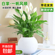 一帆風(fēng)順白掌綠植花卉水培綠植四季常綠花卉水培植物易活好養(yǎng)常綠 白掌一帆風(fēng)順（圓球月亮自吸水盆）
