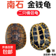 純種南石金錢(qián)苗觀(guān)賞網(wǎng)紅寵物石龜大小烏龜活體北石小青黃金龜活物 2只石金錢(qián) 8-10厘米