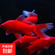冷水鸚鵡魚招財魚血鸚鵡紅金魚冷水觀賞魚活體魚苗好養(yǎng)耐活發(fā)財魚 冷水血鸚鵡3條【19-21cm】