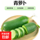 水果蘿卜新鮮沙窩蘿卜青蘿卜生吃脆沙窩蘿卜新鮮綠蘿 新鮮水果蘿卜10斤 帶箱