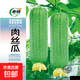 春蝶蔬菜種子四季播盆栽陽(yáng)臺庭院辣椒葫蘆甜瓜肉絲掛蘿卜易種籽孑 肉絲瓜【原裝1包 約20?！?一包(試種)